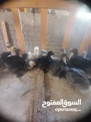  9 بسم الله ماشاء الله موجود  19 صوص كوشن مستوى جميل و2فرخ أرانب هجين بابيون