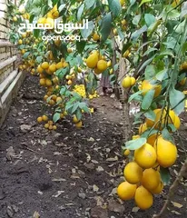  16 اشجار مثمره