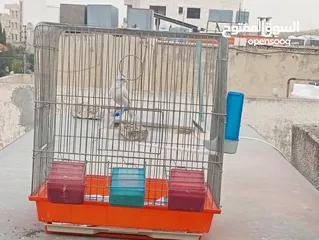  7 جوز كرزي وطيرة بيضا اقرأ الوصف