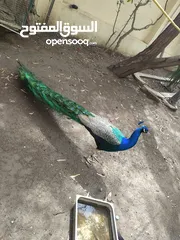  2 طاووس هندي للبيع