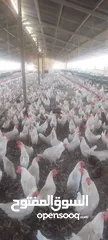  1 مزارع دجاج البياض