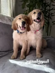  13 For Sale Puppies Golden Retriever للبيع جولدن ريتريڤر بيور - العمر شهرين ونص