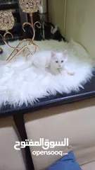  4 قطه ميكس صغيره بيضاء  Kitten ..............................................