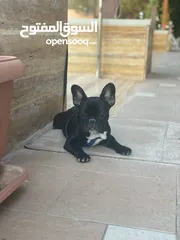  3 French Bulldog