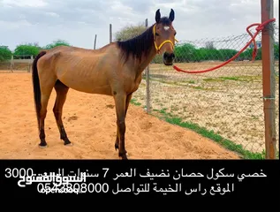  1 خيل مخصي