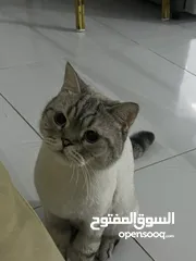  5 قطتان جميلتان تبحثان عن بيت دافئ  Two lovely cats looking for a loving home