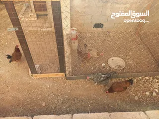  6 دجاج للبيع البزره القديمه