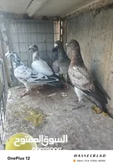  1 11 جوز مساويد، كشامره هومرات محيرات بواز مزهورات اسطنابله