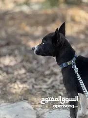  4 هاسكي انثى للبدل او البيع