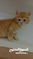  7 قطط انقورا تركي ذكور للبيع القطط صحه و جمال و اناقه و ادب و احترام ما شاء الله