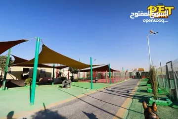  11 درّب كلبك الآن ...اكبر مركز لتدريب الكلاب