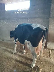  2 ابقار ضحايا للبيع