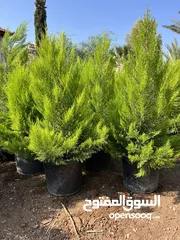  12 كافة أصناف اشجار الزينه