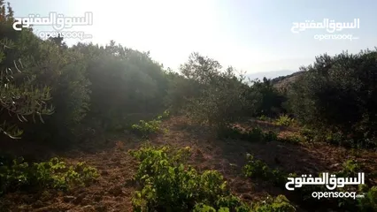  4 أرض استثماريه مميزه بجبال عجلون السياحيه