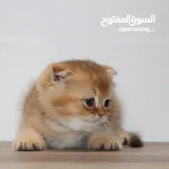  4 كتنز سكوتش فولد - Scottish fold kittens