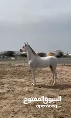  2 حصان جمال عربي اصيل