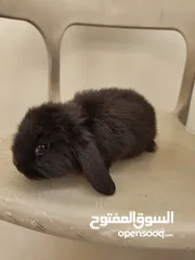  7 Holland lop bunnies