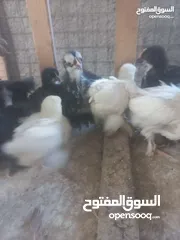 2 مطلوب صيصان كوشن وبراهمه ولوهمان اصلي البزره و