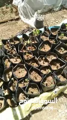  3 اشتال عنب للبيع