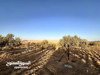  6 ثلاث دونمات ونصف في صروت تبعد عن شفا بدران و شارع الاردن 20 دقيقه