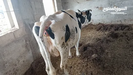  4 بقرة بطن ثالث للبيع