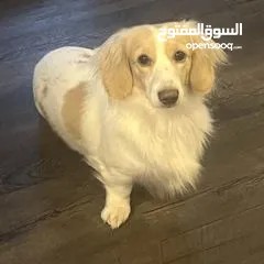  1 كلبة بيور مستوى عالي