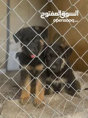  2 جراو جيرمن