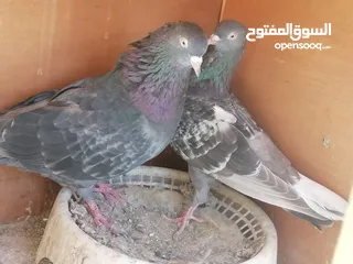  4 للبيع حمام