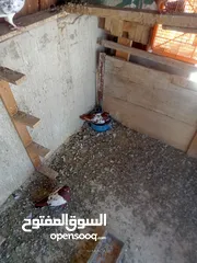  18 حمام للبيع