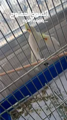  1 كوكتيل للبيع