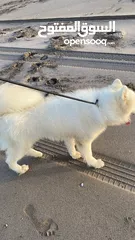  4 Male Samoyed imported from Ukraine with pedigree