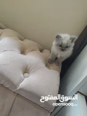  1 قط ذكر هملايا عمر 40 يوم