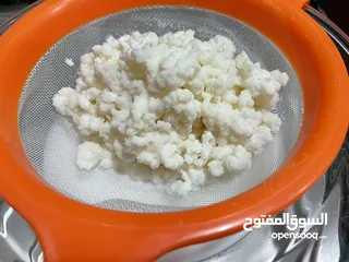  7 للبيع فطر هندي طازج ( كيفر / كفير )  Fresh Kefir grains for sale