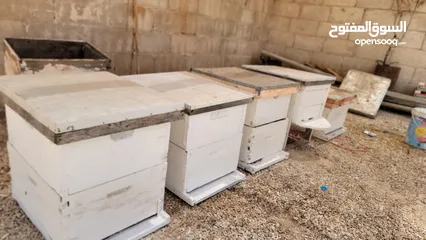  1 صناديق خلايا نحل مستعمل
