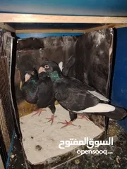  1 جواز مسويد سود نظاف ماكينه للبيع بحاله جيدة و بسعر جيد
