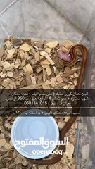  1 ثعبان كورن سنيك عمره 5 شهور ( اليف غير سام ) بصحه ممتازه + ارخص ثعبان ف سوق 950 الموقع ^ العين