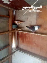 15 حمام للبيع