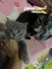  3 قطط للبيع العمر شهر