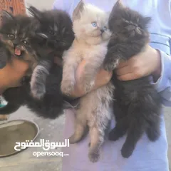  5 قطط اناث  شانشلا العمر 45 يوم عنواني ابو الخصيب حمدان سعر التك 75