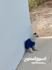  2 كلب زينه منزلي وجميل
