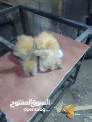  3 الفراخ انقورة لبيع