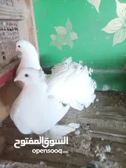  5 حمام عرايس