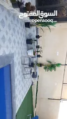  2 مزرعه ليندا ا اجمل مناطق الصبيحي اجار يومي اسبوعي  شهري اهلا وسهلا بالجميع