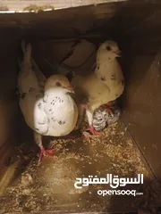  7 جواز تحتيهم فراغ