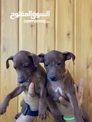  3 “للذوّاق فقط – Mini Pinscher بيور راقٍ ونادر