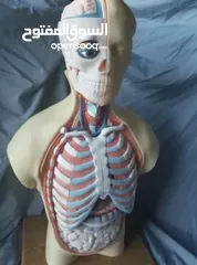  6 مجسمات 3 للطلاب و الجامعات