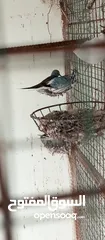  2 طيور للبيع انظر الوصفه