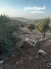  2 ارض زيتون للبيع في صوريف
