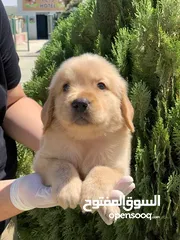  5 جراء جولدن ريتريفر مميزه ذكور واناث