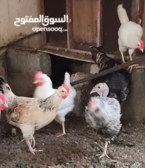 8 دجاج عماني وأناث رومي وكوشن هجين وديكة البولش أصلي